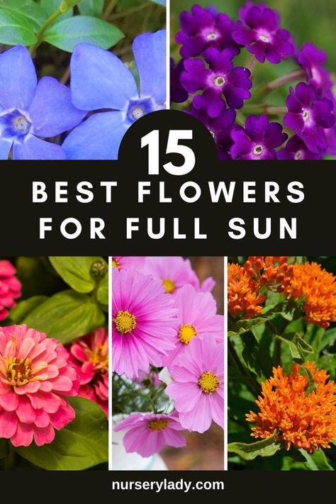 Full sun gardening -
Flower lovers -
Garden inspiration -
Sun-loving flowers -
Plant care -
Gardening tips -
Blooming beauties -
Floral photography -
Sun-exposed plants -
Drought-resistant blooms -
Garden design -
Horticultural recommendations -
Botanical diversity -
Plant cultivation -
Floriculture techniques -
Sun-loving garden ideas - Full Sun Porch Plants, Flowers That Like Full Sun, Sun Loving Perennials, Annual Flowers For Full Sun, Full Sun Annuals, Full Sun Garden, Full Sun Flowers, California Plants, Drought Tolerant Perennials