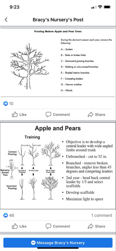 How To Prune Pear Trees, Chanticleer Pear Tree, How To Start An Apple Orchard, Pruning Pear Trees, Pruning Apple Trees Branches, Apple Tree Orchard, Pear Tree Landscaping, How To Prune Apple Trees, Pear Tree Guild