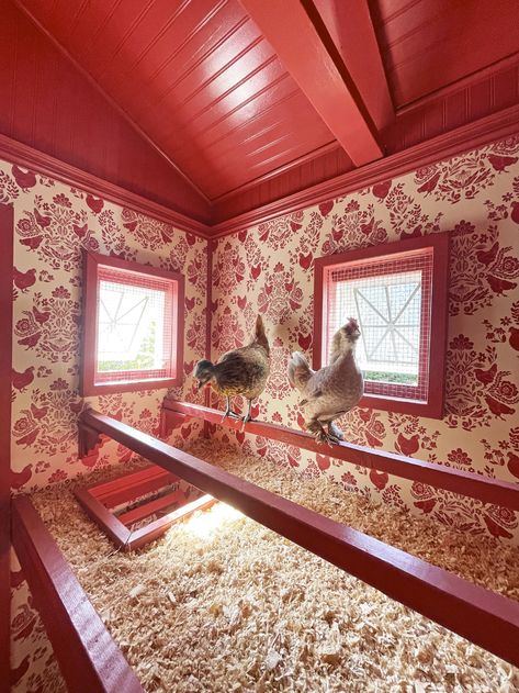 How to Design the Chicest Chicken Coop in Your Backyard Chicken Coop Wallpaper, Wallpaper Chicken Coop, Wallpapered Chicken Coop, Chicken Coop Astetic, Boujee Chicken Coop, Eclectic Chicken Coop, Chicken Coop Interior, Kate Richards, Gingerbread Trim