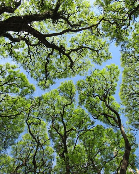 Notice those distinctive patterns in the tree canopy? This phenomenon is known as "Crown Shyness." 🌳

In certain tree species, the canopy naturally forms channels of space, ensuring that branches remain separate and distinct gaps form.

Scientists have discussed this occurrence since the 1920s, and it remains not fully understood.


#YourPlanetEarth #NatureLover Copse Of Trees, Tree Canopy Illustration, Canopy Of Trees, Umbrella Pine Tree, Crown Shyness, Texas Trees, Tree Structure, Tree Species, Senior Project