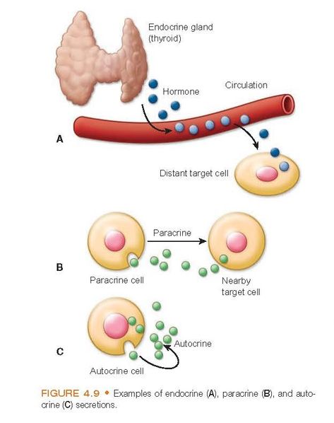 Cell Communication Cells in multicellular organisms need to communicate with one another to coordinate their function and control their growth. The hu Gap Junction, Cell Communication, Science Anatomy, Extracellular Fluid, Medical Terminology Study, Biochemistry Notes, Medical Wallpaper, Medical Terminology, Nerve Cell