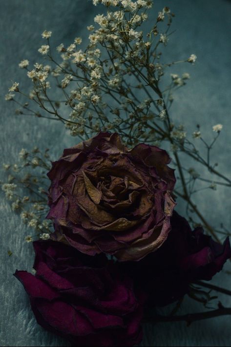 Wilting Roses Aesthetic, Wilted Rose Aesthetic, Wilting Flowers Aesthetic, Withered Rose Aesthetic, Wilted Flowers Aesthetic, Wilting Rose, Carissa Broadbent, Layers Art, Dead Roses