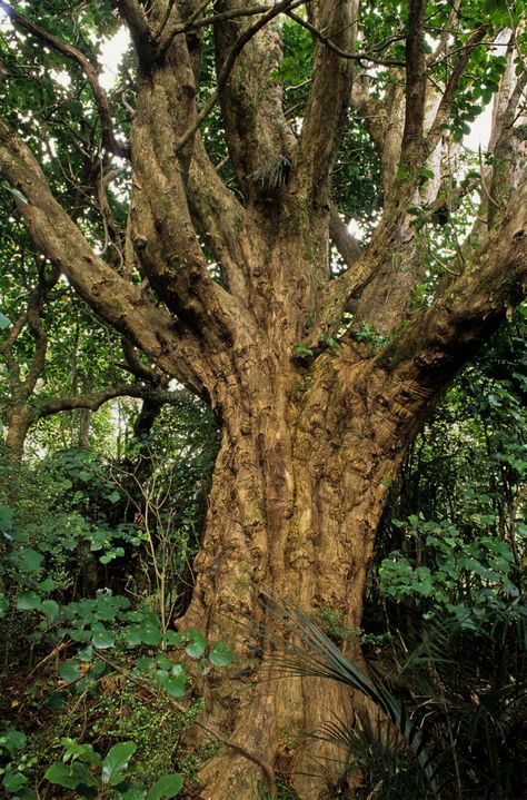 Puriri (Vitex lucens), a distinctive endemic tree with a pale brown trunk and large buttresses, capable of reaching heights of up to 20m. Puriri Moth, Wood Pigeon, Water Taxi, New Plymouth, Growing Tree, Trees And Shrubs, Native Plants, Green Leaves, Places To See