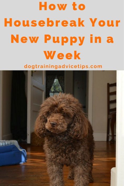 How to Housebreak Your New Puppy in a Week - Dog Training Advice Tips 8 Week Old Puppy, New Puppy Tips, Dog Crate Training, Puppy Hacks, Labrador Puppy Training, Dog Training Tricks, Puppy Potty Training, Training A Puppy, House Training Puppies