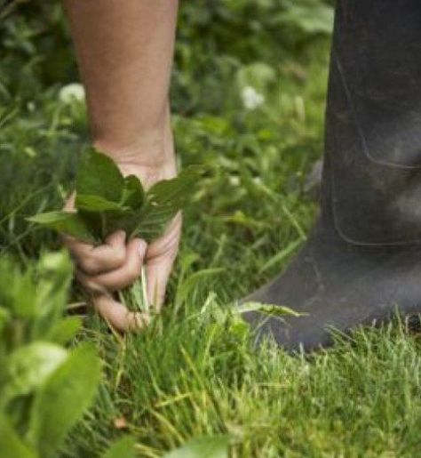 Pulling a weed the hard way. Planet Pictures, Pulling Weeds, Starting A Vegetable Garden, Yard Waste, Urban Homesteading, Garden Pictures, Organic Fertilizer, Seed Starting, Simple Pleasures