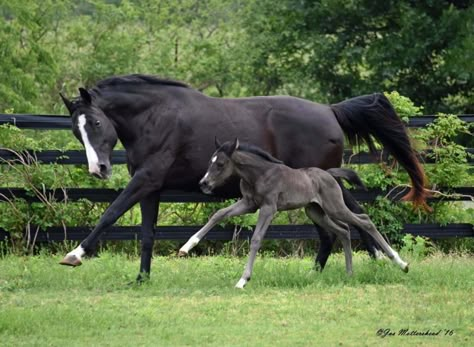 Foal Horse, Horse And Foal, Warmblood Foal, Quarter Horse Foal, Horse Foal, Mare And Foal, Beautiful Horse, Horse Reference Photos, Horse Reference