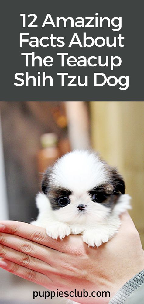 Small Cute Puppies, Shih Tzu Poodle Mix, Baby Shih Tzu, Teacup Shih Tzu, Shih Tzu Breeders, Imperial Shih Tzu, Shih Tzu Poodle, Shitzu Dogs, Shitzu Puppies