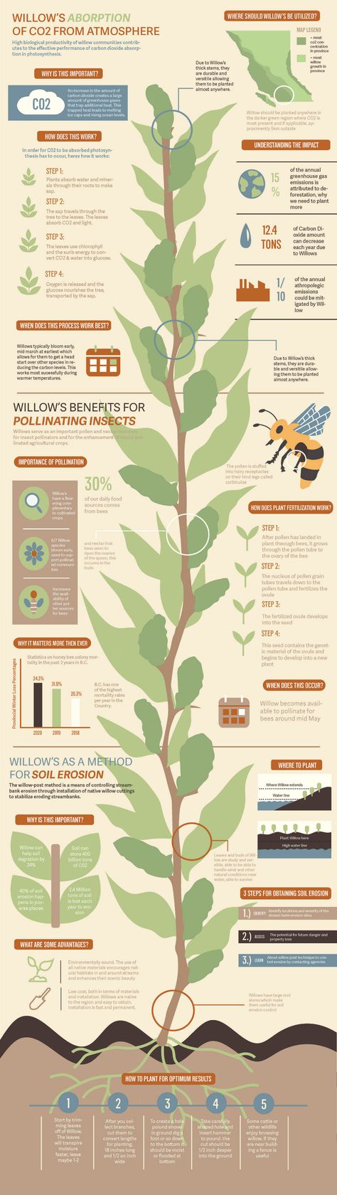 Infographic: Native Plants in B.C. Climate Change on Behance Plant Infographic Design, Infographic Biodiversity, Photosynthesis Infographic, Climate Infographic, Trees Infographic, Biodiversity Infographic, Plants Infographic, Poster About Nature, Factors Affecting Climate