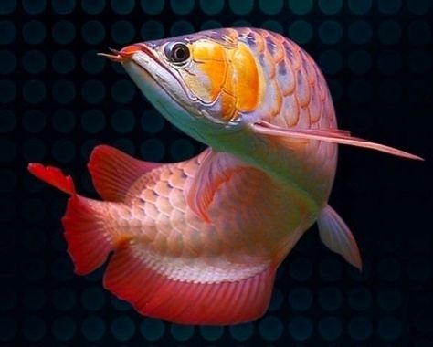 Arowana Fish, Ikan Air Tawar, Betta Fish Types, Dragon Fish, Bawah Air, Freshwater Aquarium Fish, Carpe Koi, Cool Fish, Beautiful Sea Creatures