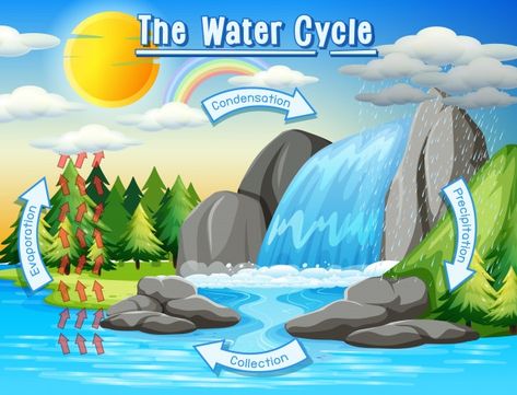 Water cycle process on earth - scientific | Free Vector Water Cycle Process, Water Cycle Model, Water Cycle For Kids, Water Cycle Poster, Ocean Animals Preschool, Water Cycle Project, Water Cycle Diagram, Cycle Drawing, The Water Cycle