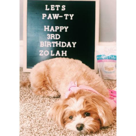 #shihpoo #poodle #shitzu #dogbirthday #letterboard #dogs #puppy Birthday Letterboard, Dog Birthday Quotes, 1st Birthday Quotes, Puppy Announcement, Letterboard Signs, Puppy Litter, Dogs Birthday, Diy Birthday Banner, Puppy Birthday Parties