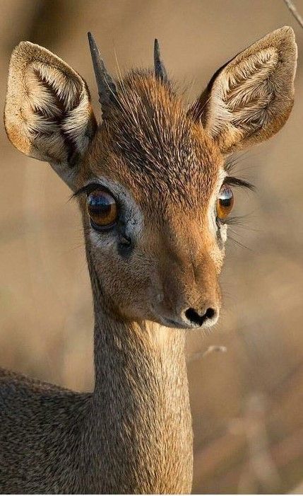 Dik Dik, Rare Animals, African Wildlife, Wildlife Nature, African Animals, Animal Photo, Nature Animals, Cat House, Wildlife Photography