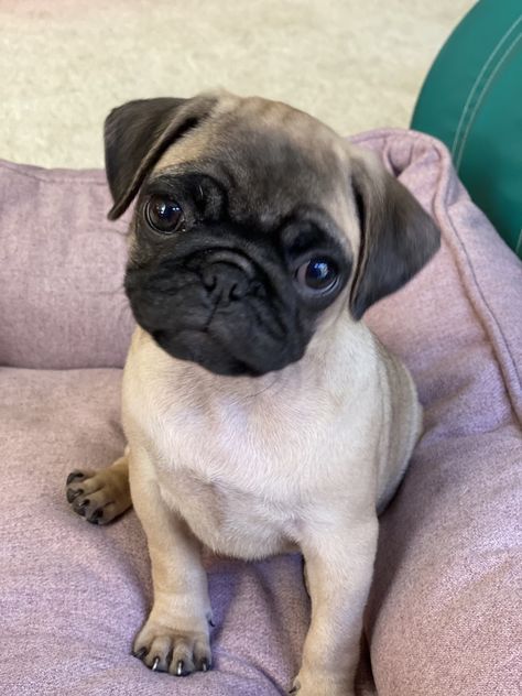 Female fawn pug puppy. Pug Mixed Breeds, Pug Puppies For Sale, Pugs In Clothes, Fawn Pug, Puppies For Sale Near Me, Grumble Of Pugs, Pug Laying Down, Pug Puppies, Zebra Stripes