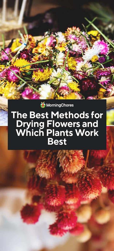 Best Flowers To Dry Out, Flowers For Drying Best, Dry Plants Decoration Dried Flowers, Best Flowers To Grow For Drying, Best Flowers For Drying, Best Flowers To Dry, Flowers For Drying, Herb Crafts, Boho Wreaths