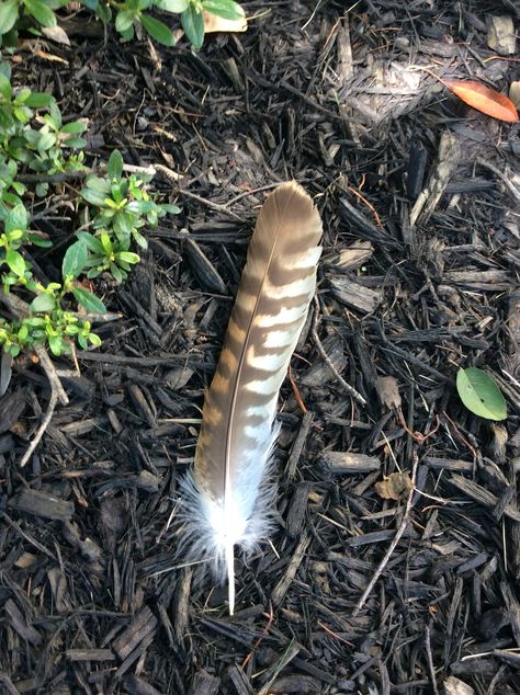 Peregrine falcon tail feather in front planter. No wonder all the birds have made themselves s race! Falconer Aesthetic, Falcon Feather Tattoo, Bird Feathers Aesthetic, Peregrine Falcon Aesthetic, Feathers Aesthetic, Western Patches, Falcon Feather, Hawk Feather, Tattoo Arrow