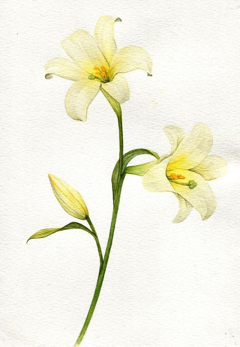 Madonna Lily on Behance Madonna Lily, Lilies Drawing, Lily Flower Tattoos, White Lily Flower, Lily Painting, Lily Tattoo, Watercolor Flower Art, White Lilies, Watercolor Inspiration