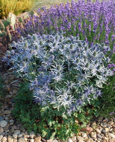 Every garden needs some architectural plants — those that are stiff and sculptural — to contrast those that are soft and billowy. Big blue sea holly may be just what you've been looking for. Stiff blue stems with a 4-inch diameter and spiny, blue bracts create a unique metallic appearance. Blue Sea Holly, Holly Plant, Architectural Plants, Planting Pots, Plant Zones, Sea Holly, Wallpaper Flower, Wildlife Gardening, Water Wise