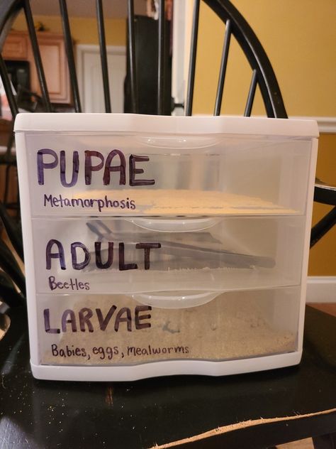 Diy Hides For Leopard Gecko, Cricket Breeding Setup, Quail Food Diy, Diy Leopard Gecko Hide, Mealworm Farm Setup, Diy Gecko Hide, Mealworm Farm Diy, Mealworm Farm Diy Bearded Dragon, Diy Mealworm Farm