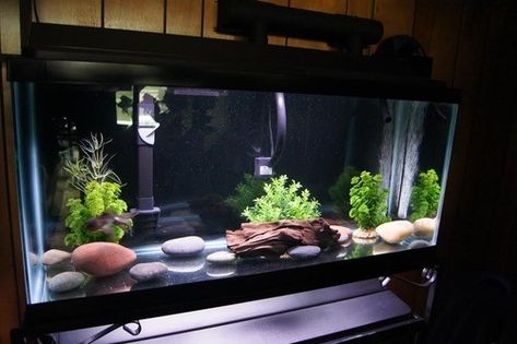 Bare Bottom Aquarium, 35 Gallon Fish Tank Ideas, Bare Bottom Fish Tank, Fancy Goldfish Tank Setup, Fancy Goldfish Tank Ideas, Fancy Goldfish Tank, Aquarium Chiller, Goldfish Types, Axolotl Tank