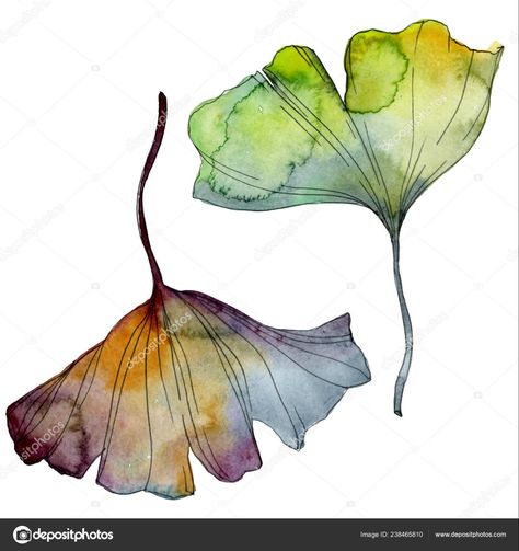 Gingko Art, Foliage Watercolor, Ginko Biloba, Gingko Leaves, Ginkgo Leaves, Floral Foliage, Garden Drawing, Leaf Plant, Leaf Drawing