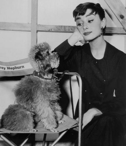 Film actress Audrey Hepburn (1929 - 1993) on a film set with her pet poodle, circa 1960. Audrey Hepburn Images, Audrey Hepburn Outfit, Sabrina 1954, Aubrey Hepburn, Photos Rares, Audrey Hepburn Photos, Holly Golightly, Vogue France, Gregory Peck