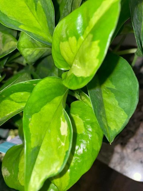 "Global Green" Pothos Plant - Light and dark green, shiny  heart shaped leaves Global Green Pothos, Pothos Plant Care, Heart Leaf Philodendron, Plant Care Guide, Air Cleaning Plants, Mealy Bugs, Golden Pothos, Chinese Evergreen, Poisonous Plants