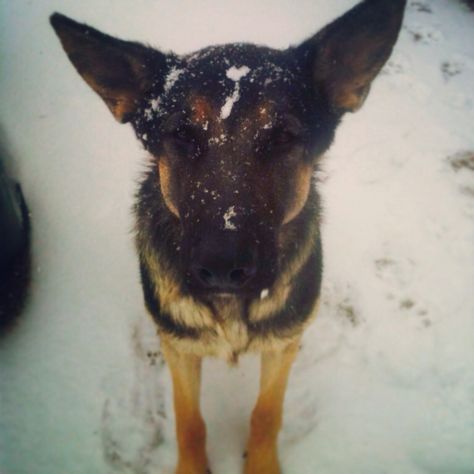 Vader got snowed. #snowday #gsd Dogs In Snow, Playing In Snow, Snow Friends, Dogs Playing, Snow Dogs, Silly Dogs, Bad Dog, Silly Animals, Super Excited