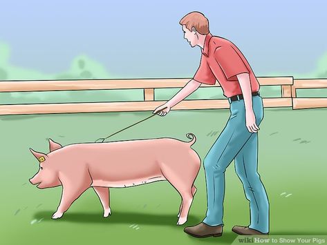 Country Fair Party, Pig Snout, Pig Showing, White Pig, Raising Pigs, Raising Farm Animals, Pig Head, Showing Livestock, 12 Steps