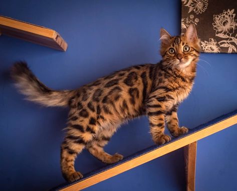 Photo: Wojtek Czachurski (Cezar's owner). Sirocco Bengals and Cashmeres Cattery. Feline Anatomy, Wolf Poses, Warrior Cats Books, Warrior Cat Oc, Cat Oc, Cat Reference, What Cat, Gorgeous Cats, Cat Pose