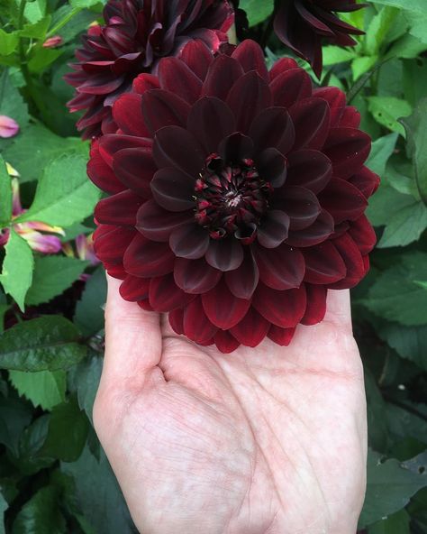 Chocolate Cosmos, Red Dahlia, White Anemone, Favorite Flowers, Anemone, Hobbies And Crafts, Dahlia, Cosmos, Hobbies