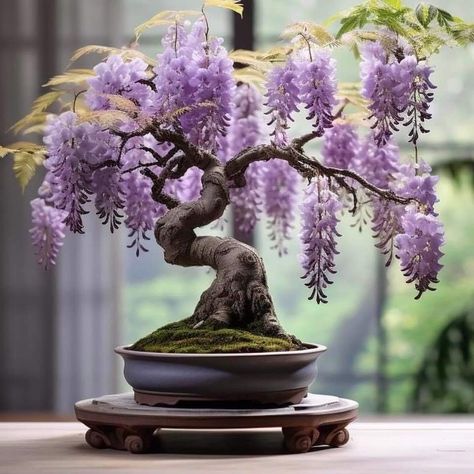 Wisteria Bonsai, Japanese Wisteria, Flowering Bonsai Tree, Wisteria Garden, Bonsai Tree Types, Wisteria Tree, Japanese Bonsai, Bonsai Art, Bonsai Garden