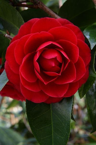 Camelia japonica black lace Camelia Flowers, Camelia Japonica, Love Rose Flower, Indoor Flowering Plants, Camellia Japonica, Fuchsia Flowers, Sweet Flowers, Garden Shrubs, Annual Flowers