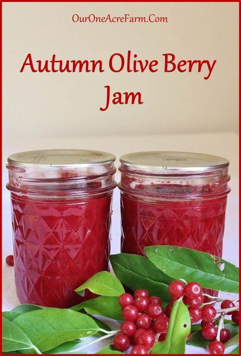 Autumn Olive Jam and Why You Should Make It | Fruit Sauces, Preserving Recipes, Autumn Olive, Foraging Recipes, Homestead Life, Olive Recipes, Foraged Food, Anti Oxidants, Berry Jam