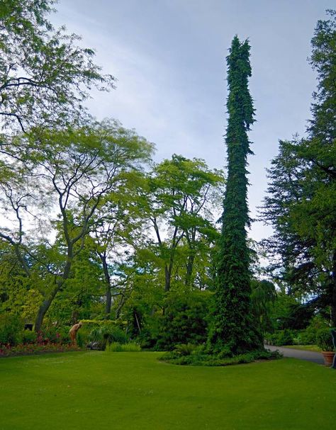 Weeping Serbian Spruce Serbian Spruce, Weeping Trees, Gothic Garden, Beautiful Plants, Garden Design, Golf Courses, Landscaping, Outdoor Living, Trees