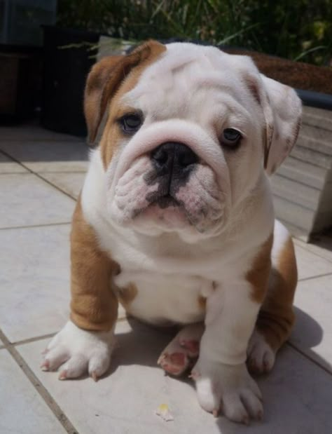 French Bulldog Facts, Cute Bulldog Puppies, Cute Bulldogs, English Bulldog Puppies, English Bulldog Puppy, Bull Dogs, Foto Baby, Puppy Breeds