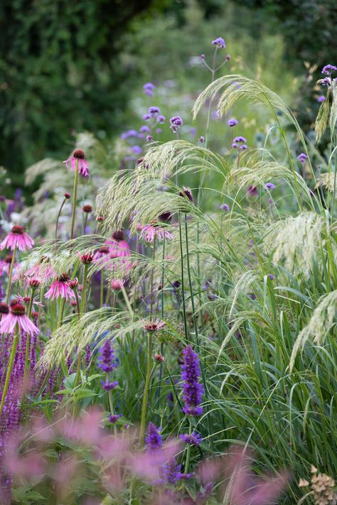 The Apothecary's Garden - Sue Townsend Garden Design Multi Level Garden Ideas, Cottage Garden Plants Perennials, Winter Garden Plants, Matrix Gardening, Woodland Garden Design, Lupines Garden, Apothecary Garden, Physic Garden, Eclectic Garden