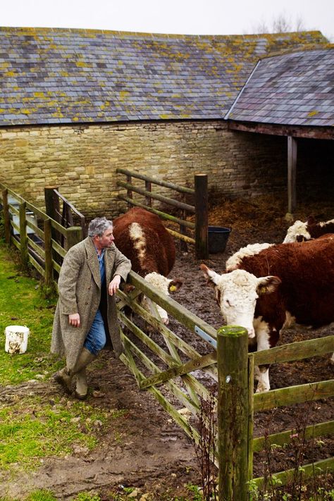 Mini Hereford, Hereford Cows, Cow House, English Architecture, Farm Pictures, Real Homes, Cattle Farming, British Countryside, Ranch Life