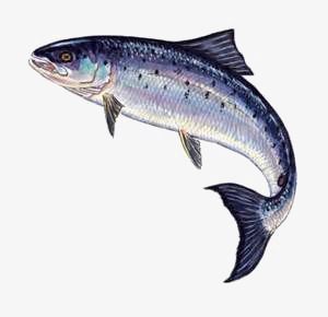 hand-painted sardine,cartoon sardines,ocean,seafood,fish,hand-painted,sardine,cartoon,sardines Salmon Artwork, Salmon Pictures, Trout Pictures, Salmon Drawing, Leaping Salmon, Salmon Tattoo, Ocean Png, Fauna Marina, Fish Artwork