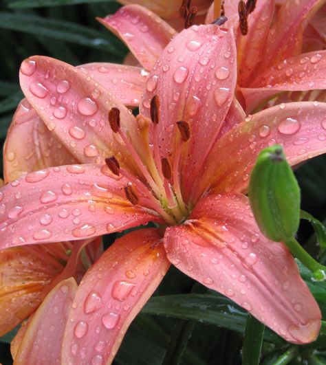 Asiatic Lily "Pixie Peach" Dragon Lily, Princess Of England, Fav Flower, Asiatic Lily, Peach Lily, Aesthetic Core, Peach And Lily, Asiatic Lilies, Sun Garden