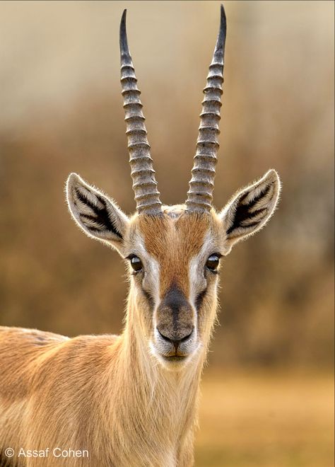 “Tommies” are the most common type of gazelle in East Africa. Types Of Horns, Thomson Gazelle, Animals With Horns, Cutout Art, Regard Animal, African Antelope, Save Wildlife, Nikon D7200, Deer Family