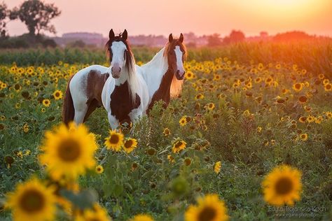 Beautiful Horses Photography, Farm Fun, Sport Of Kings, Horse Wallpaper, Horse Boarding, Therapy Animals, Saving Grace, Equine Photographer, Beautiful Farm