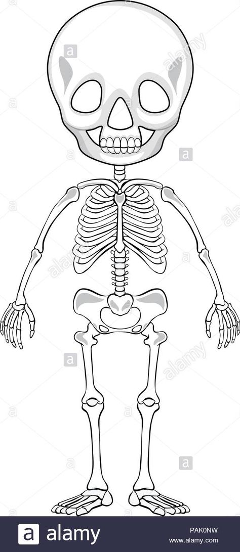 Outline drawing of a human skeleton ... Human Skeleton Drawing, Baby Skull, Skeleton Drawings, Skeleton Illustration, Human Skeleton, Outline Drawing, Outline Drawings, Body Drawing, Image Illustration