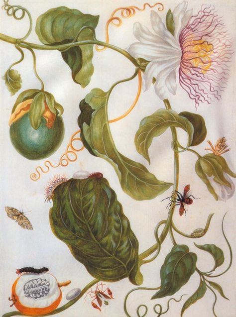 Passion Flower Plant, Maria Sibylla Merian, Sweet Potato Plant, Abandoned School, Fauna Illustration, Illustration Botanique, Vintage Botanical Prints, Botanical Illustrations, Scientific Illustration