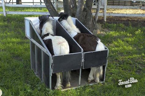 back view of stall haulers with two horses (one mini is 35 inches, other is 37 inches tall) | Flickr - Photo Sharing! Mini Horse Stall, Mini Horse Barn, Mini Horse Cart, Miniature Horse Barn, Miniature Ponies, Stock Trailer, Horse Cart, Dental Work, Horse Stall