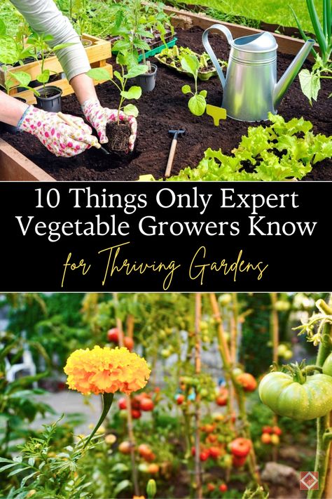 Elevate your vegetable garden with 10 tips known only to expert gardeners. Discover advanced gardening techniques for soil enrichment, watering, and pest control to ensure a thriving, productive garden. #Gardening #VegetableGarden #ExpertTips 🌽 Soil Enrichment, Planting Marigolds, Productive Garden, Vegetable Garden Tips, Vegetable Garden Diy, Organic Compost, Natural Fertilizer, Gardening Techniques, Thriving Garden