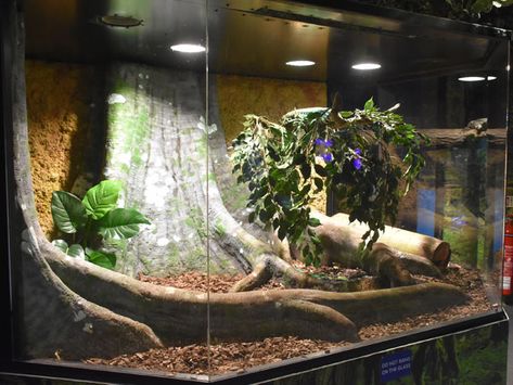 Reptile Store, Display Exhibition, Pet Things, Terrarium Ideas, Store Window Display, Reptile Terrarium, Store Window, Window Display, Reptiles