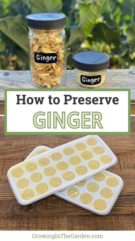 Want to know how to preserve ginger? Discover easy and effective methods for storing ginger to keep it fresh and flavorful. How To Preserve Ginger Root, Preserve Ginger Root, How To Preserve Fresh Ginger Root, Preserving Fresh Ginger, Preserving Ginger Root, How To Preserve Grapefruit, How To Preserve Ginger, Preserving Ginger, Fresh Ginger Recipes