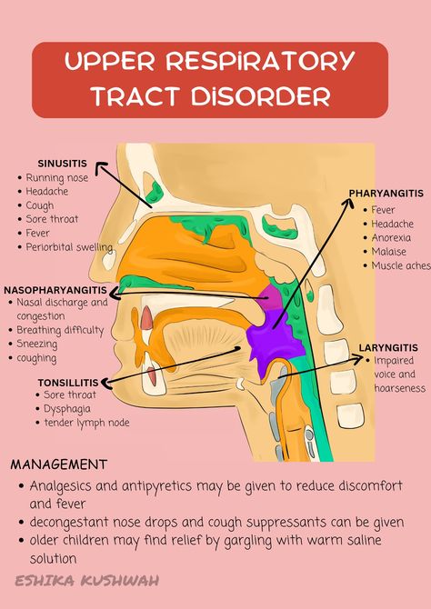 Upper Respiratory Pharmacology, Respiratory Pharmacology, Respiratory System Anatomy, Pathophysiology Nursing, Nursing Study Tips, Nursing Essentials, Science Board, Breath Sounds, Urinary System