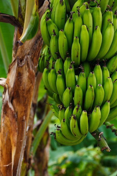 Unripe Banana, Cooking Onions, Quinoa Soup, Vegetable Quinoa, Vegetable Soup With Chicken, Bonsai Seeds, Banana Fruit, Banana Plants, Delicious Soup Recipes