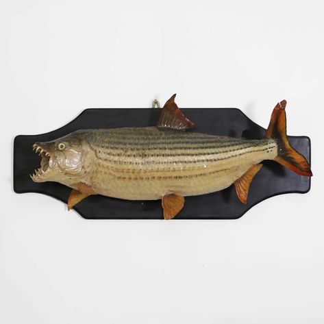 Lot 444 - Taxidermy: a tiger fish fishing trophy, Tiger Fish, Leagues Under The Sea, A Tiger, Fish Painting, Wooden Board, Taxidermy, Under The Sea, The Ordinary, Fishing